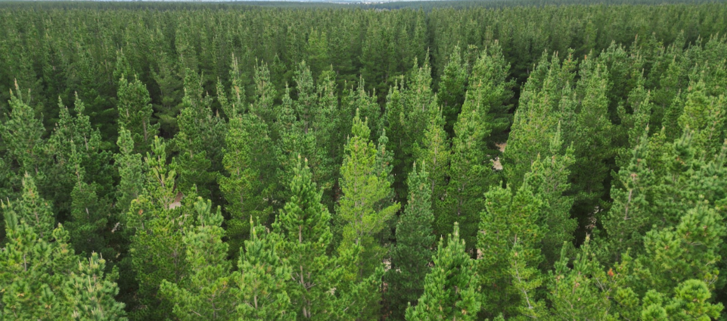 Forest Aerial View